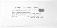 Sporisorium themedae image